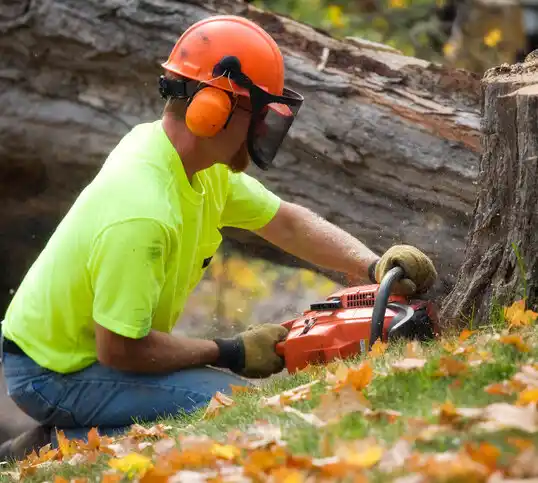 tree services Plattsburgh